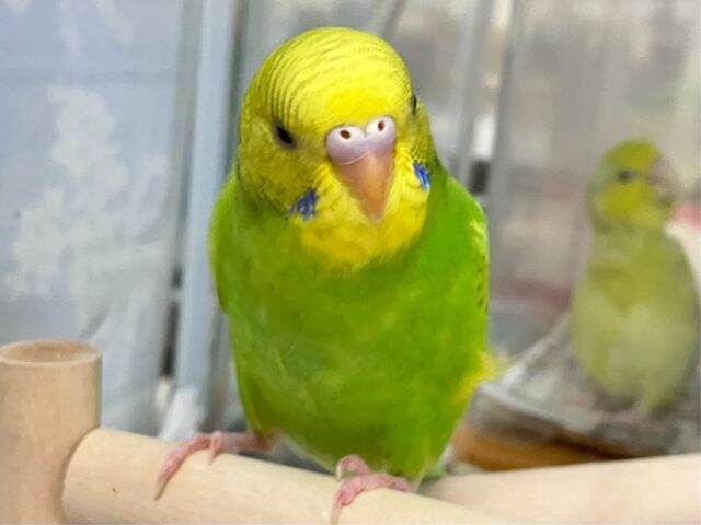 ✨最新画像✨お花のパワ〜を分けてもらったんだっ🌼.*セキセイインコ(イエロースパングル2024年12月生まれ) セキセイインコ