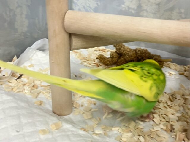 ✨最新画像✨お花のパワ〜を分けてもらったんだっ🌼.*セキセイインコ(イエロースパングル2024年12月生まれ) セキセイインコ