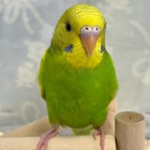 ✨最新画像✨お花のパワ〜を分けてもらったんだっ🌼.*セキセイインコ(イエロースパングル2024年12月生まれ)