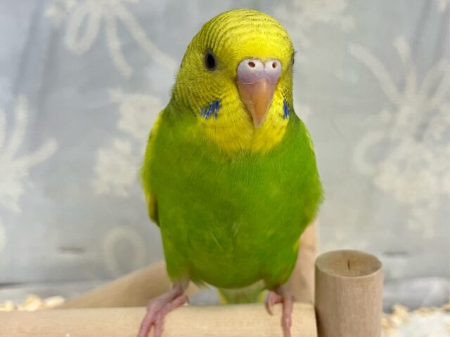 ✨最新画像✨お花のパワ〜を分けてもらったんだっ🌼.*セキセイインコ(イエロースパングル2024年12月生まれ)