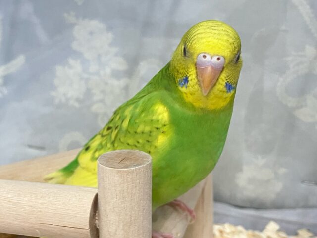 ✨最新画像✨お花のパワ〜を分けてもらったんだっ🌼.*セキセイインコ(イエロースパングル2024年12月生まれ) セキセイインコ