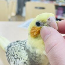 【最新画像更新🪄】綺麗なパール模様💖オカメインコ（パールパイド）ヒナ
