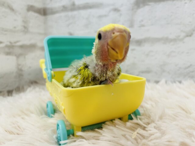 コザクラインコ（小桜インコ）