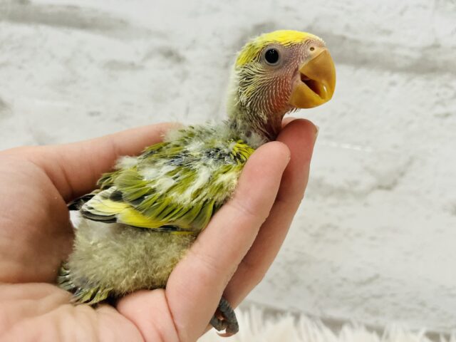 コザクラインコ（小桜インコ）