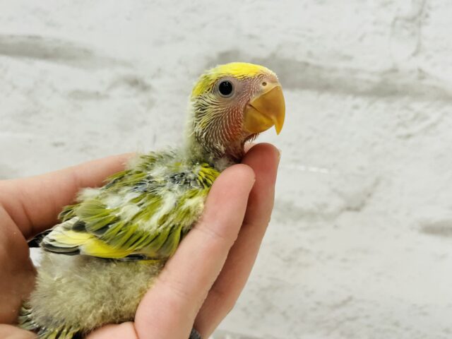 コザクラインコ（小桜インコ）