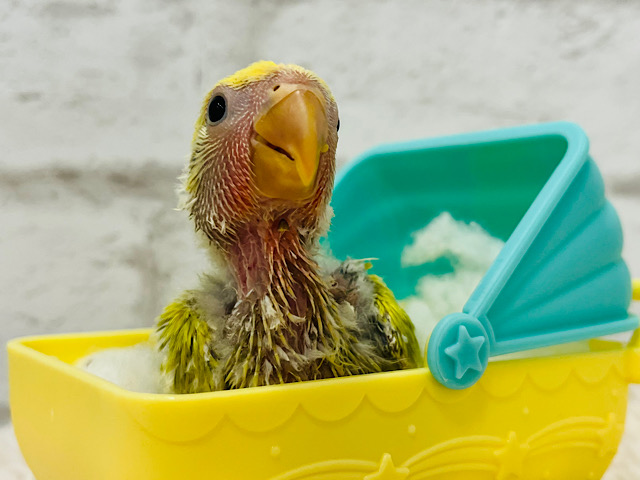 お花畑が広がってるよ🌸コザクラインコ(タイガーチェリー) ヒナ