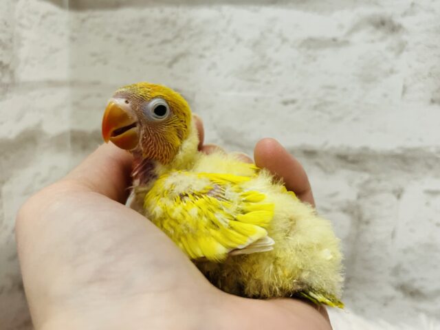 ヤマブキボタンインコ