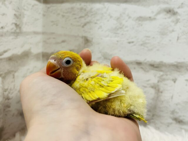 ヤマブキボタンインコ