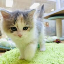 ベイビーフェイス👶🏻🎀サイベリアンの女の子