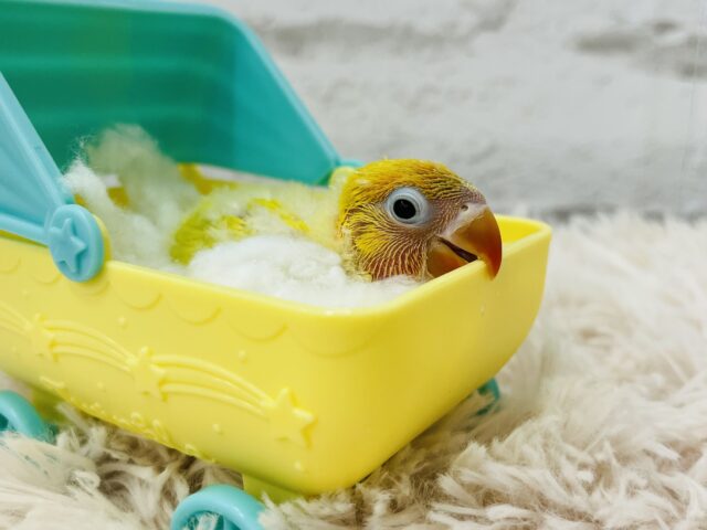 ヤマブキボタンインコ