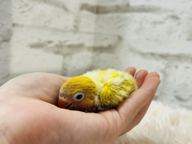 ヤマブキボタンインコ