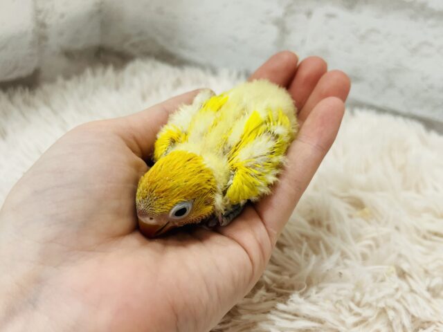 ヤマブキボタンインコ