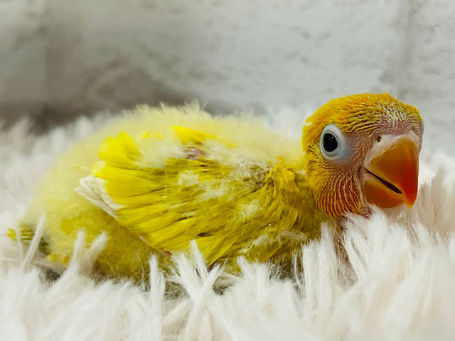 出会えたら幸せ♬*°太陽みたいな子☀️ヤマブキボタンインコ(イエロー) ヒナ