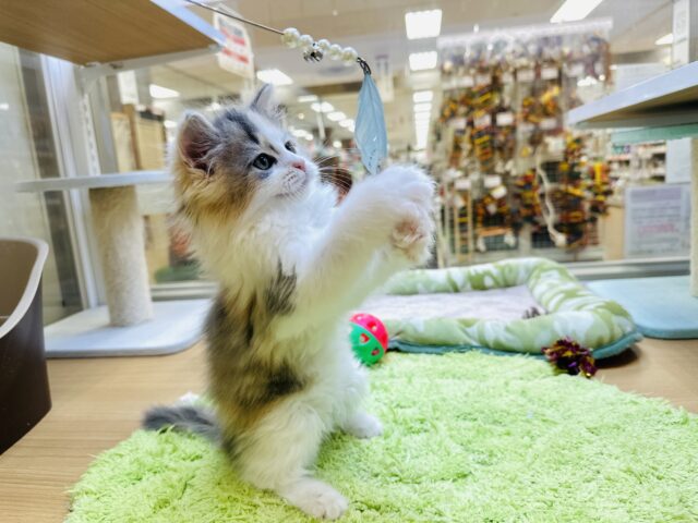 サイベリアン