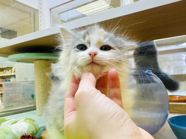 サイベリアン