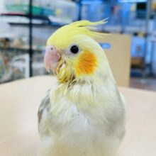 【最新画像更新🪄】ヒナ鳴きが止まらない🫧オカメインコ（シナモンパイド）ヒナ