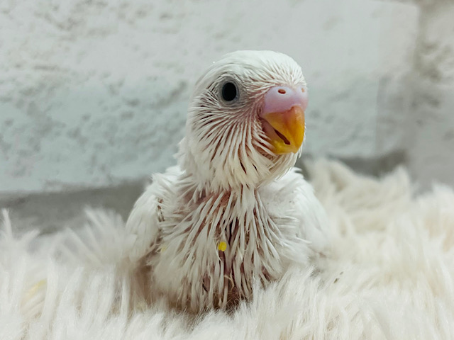 表情豊か🫧にっこり笑顔がキュートな子♡セキセイインコ(ダブルファクター) ヒナ