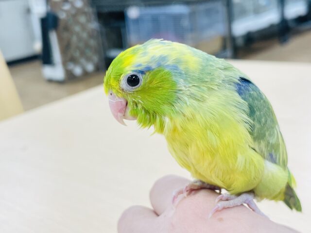 マメルリハ