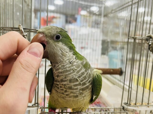 オキナインコ