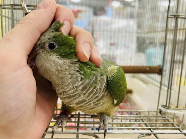 オキナインコ