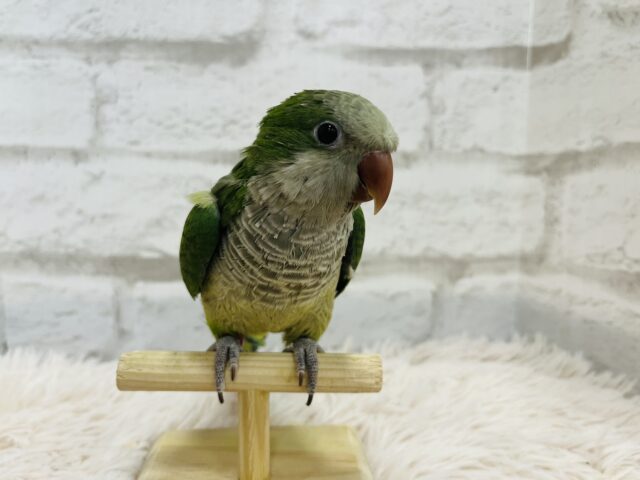 オキナインコ