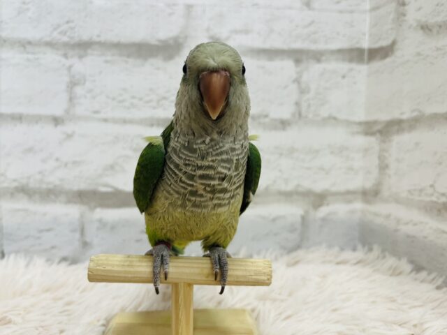 オキナインコ