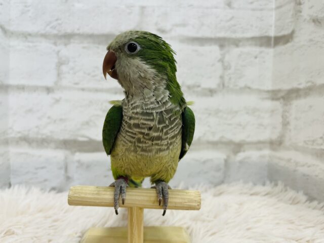 オキナインコ