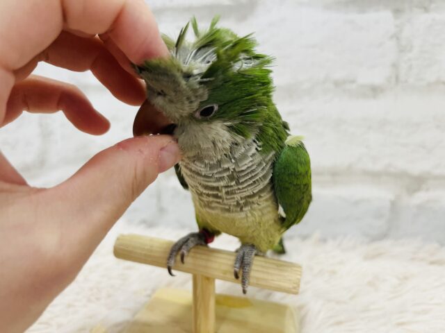 オキナインコ