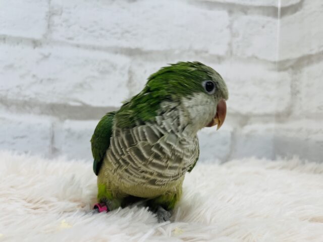 オキナインコ