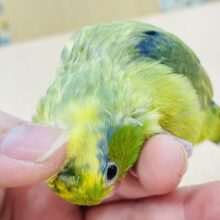 【最新画像更新🪄もうすぐひとりエサ☆】ミニミニ怪獣がやって来た🦕𓈒 𓂂𓏸マメルリハ（パイド）ヒナ