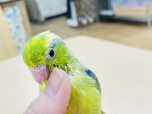 マメルリハ