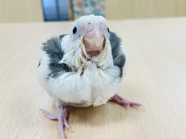 オカメインコ