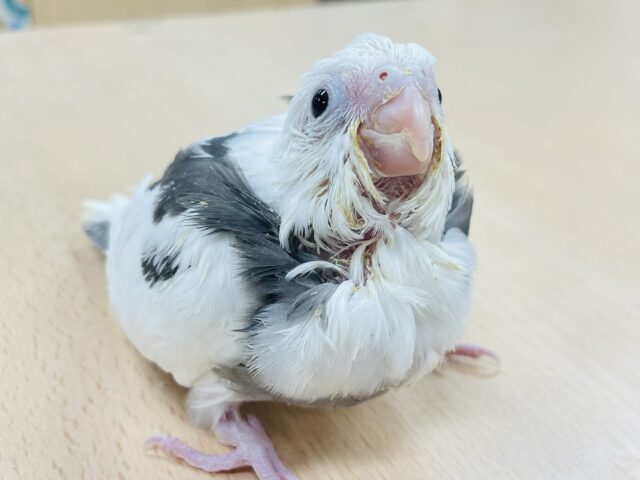 オカメインコ