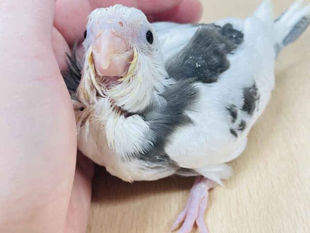 【最新画像更新🪄】いっぱい食べて大きくなるぞ☆オカメインコ（ホワイトフェイスパイド）ヒナ