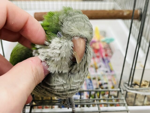 オキナインコ