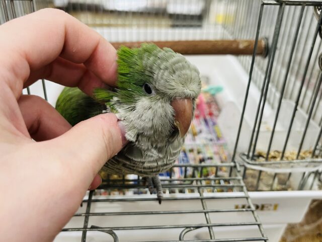 オキナインコ