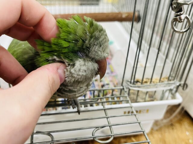 オキナインコ