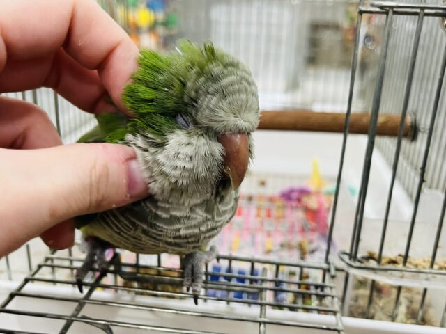 オキナインコ