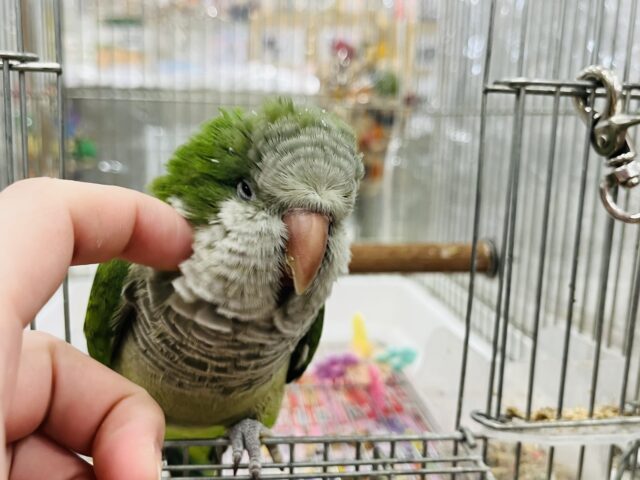 オキナインコ