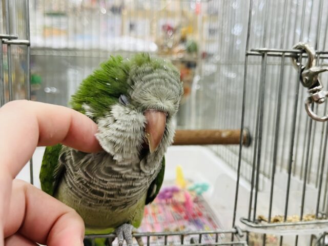 オキナインコ