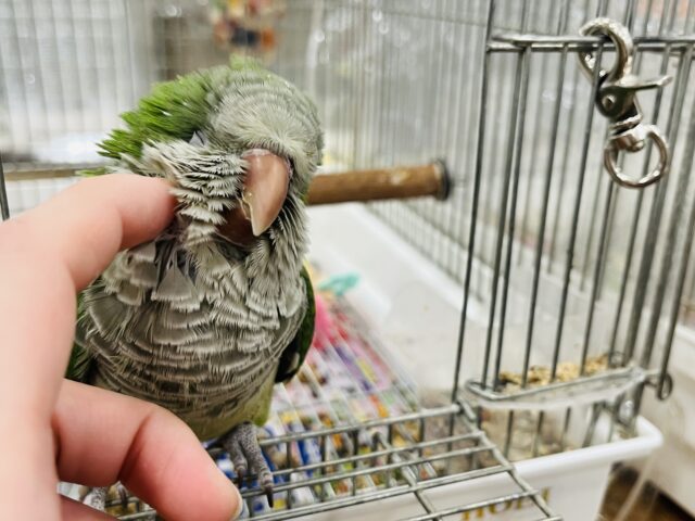 オキナインコ