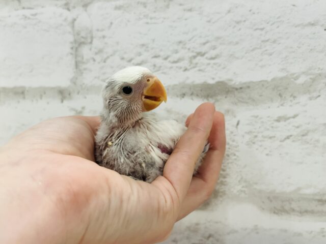 コザクラインコ（小桜インコ）