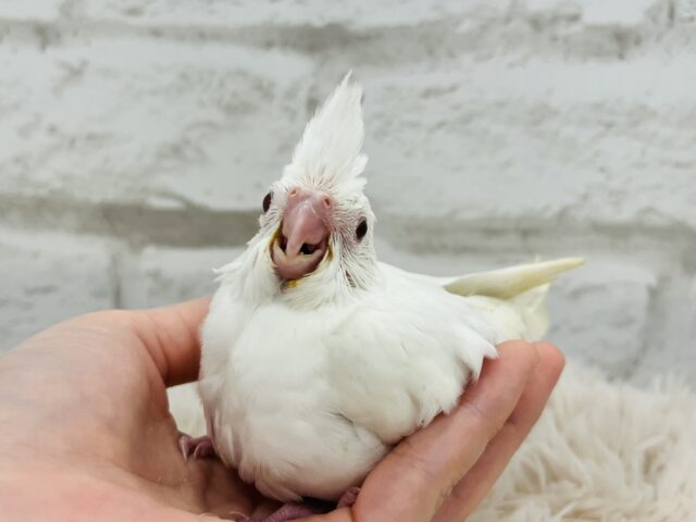 オカメインコ