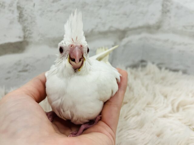 オカメインコ