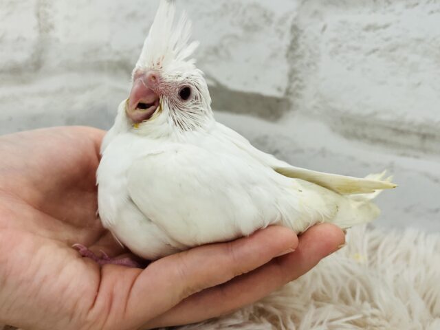 オカメインコ