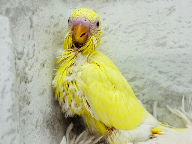 元気もりもり！やんちゃっ子‪☆セキセイインコ(クリームルチノー) ヒナ