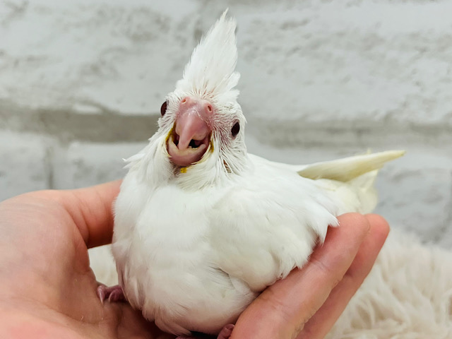 純白☃️ふわふわちゃん🫧オカメインコ(ピュアホワイト) ヒナ