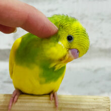 【最新画像・動画更新🪄もうすぐひとり餌‪☆】見ているだけで～お腹いっぱい☆　セキセイインコ　（チーム）パイド～～