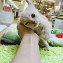 かわいさ満点💙マンチカンの男の子