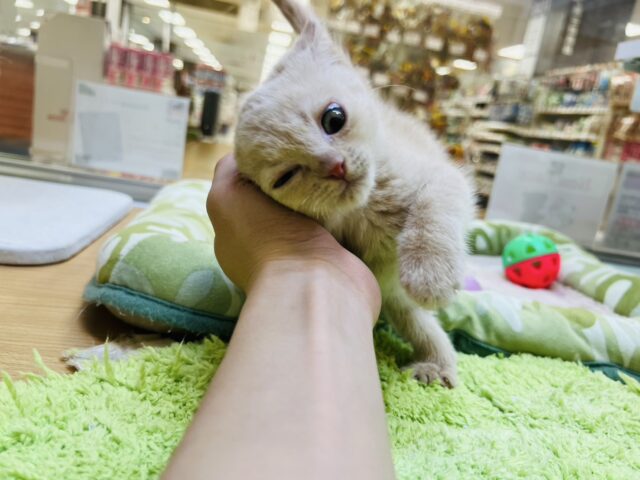 かわいさ満点💙マンチカンの男の子